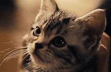 cats ten gif surprised finally thought again check find just