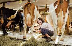 milking woman cow dissolve young barn d1061