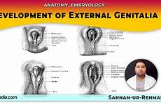 genitalia external development anatomy medical embryology