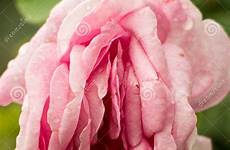 rose flower erotic vagina sex pink clitoris fresh nature preview
