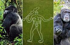 gorilla reproductive penises