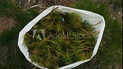Bag of Pine Seedlings for Reforestation, Conservation, Ecology, and Sustainability