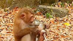 Really funny Monkey Niko give kiss for big frog | Monkey Love99