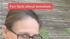 Fun facts about tomatoes! #garden2022 #growingfood #gardentips #fyp | Perkyplantparent
