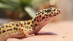 Free stock video - Yellow and brown spotted leopard gecko