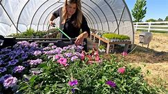 Garden Answer - Planting Annuals: Kitchen Flower Bed &...