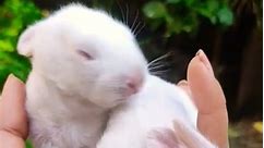 Cute cute baby bunny 😘🥰❤️ #rabbitbaby #shortvideo #petrabbit #petbunny #viral