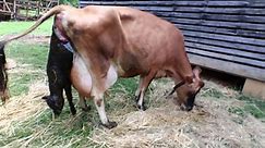 Cow giving birth | Baby Calf being born