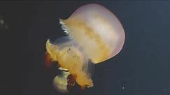 鶴岡市立加茂水族館 - ルテウムジェリー Rhizostoma luteum いい感じに大きくなってきました。...