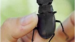 Lucanus Cervus Beetle on hands #insect #nature #wildlife #lucanus #cervus #hands #shorts HA65019 | HAWI Studios