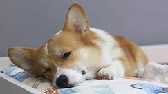 かわいい赤い犬は穏やかに眠り、柔らかい犬のベッドで休みます。愛するペットの犬が犬小屋で平和的に眠っている
