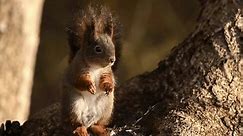 European Squirrel sits on tree eating, surveying environments, close up