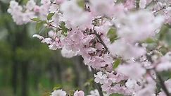 pink sakura blossom in nature