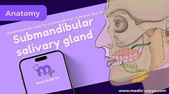 Submandibular salivary gland