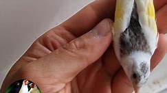 Top Carduelis - Goldfinch Parva bloodline white wings 🤍🪽...