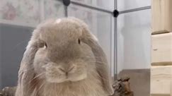Getting ready for his date tonight😏 #bunny #fyp #adorable #🐰 #rabbits #cute #bunny #rabbitsofinstagram #bunnylove | Bunnies Bun