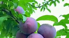 Purple Plum #fruit