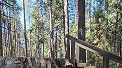 #bigtrees #calaveras #usa #california #redwoods #sequoia #nature #ofwreels #ofwreelsvideo #fbreels #fbreelsvideo #bakasyon2024 #summer2024 #ofwlife #redsea #HNH #mtb #jizan #saudiarabia #followers #highlights #everyone #byredseajizan | Rowie Deduro