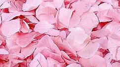 Real Dried Pink Hydrangea Flower Petals - 1.06 oz Natural Preserved Flower Petals for Wedding Party Confetti, Flower Girl Baskets, Romantic Night, Proposal Decor, Gender Reveal, Handcrafts