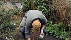 Planting Hosta White... - Pergola Nurseries Garden Corner