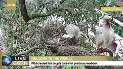 Live: Wild crested ibis parents take care of their precious chick in NW China