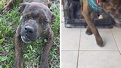 Intentional Abuse Leaves Gentle Pup Deformed, Partially Blind, & Nearly Immobilized
