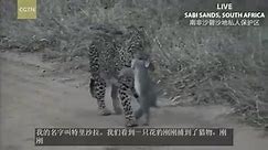 Leopard catches wild rabbit in Sabi Sands, South Africa