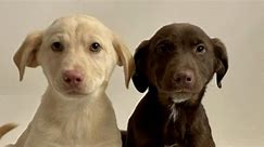 Veterinarians push importance of parvo vaccine as several puppies die in Tucson area