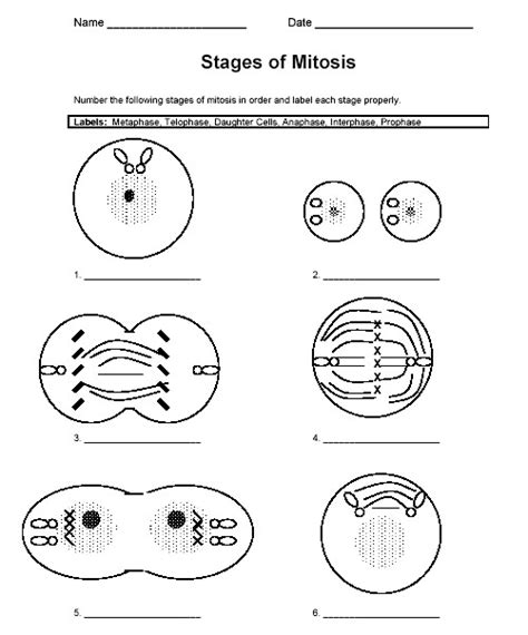 Use your summaries and the gizmo to answer. Cell Cycle Mitosis Coloring Worksheet Answer Key ...