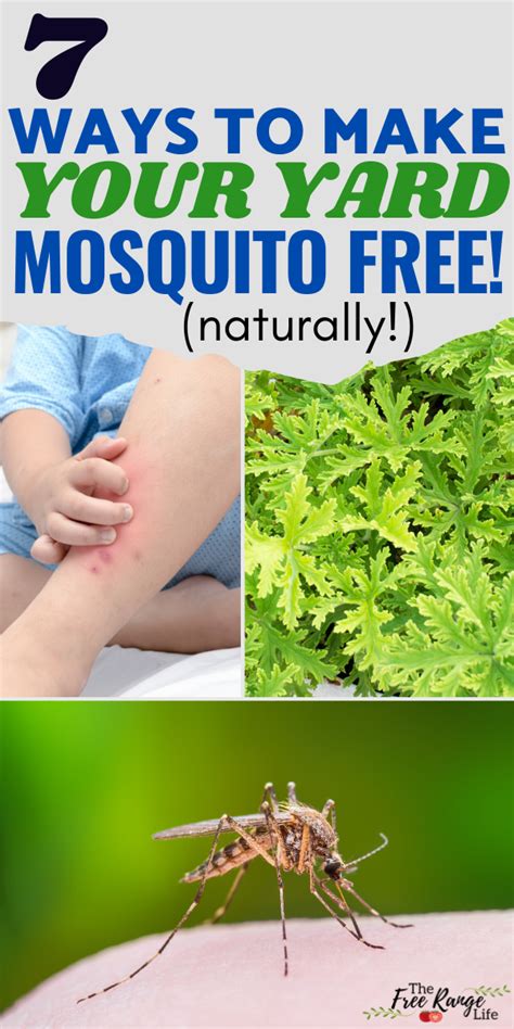 Mosquito spray is an effective way to keep these pests away from your ideally, mosquito yard spray should be directed at tall grasses, shrubs, flower beds, the underside mosquitoes do not like the windy conditions that the nozzles of a fan generate, they prefer steady. 7 Ways to Repel Mosquitoes from Your Yard (Naturally ...