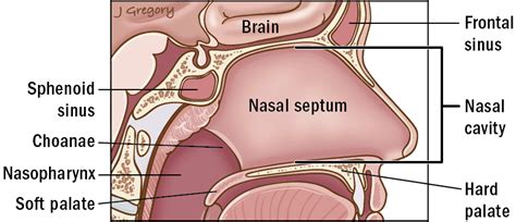 Unlike the lateral walls, the septum is lined by squamous epithelium. Anatomy | THANC Guide