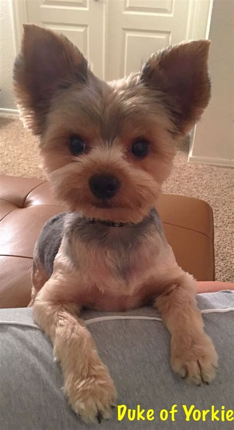 100 different yorkshire terrier haircuts. Duke of Yorkie - now listen to me Mama #yorkshireterrier ...