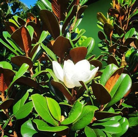 Department of also know, what grows under magnolia trees? Magnolia Teddy Bear | Tropical house plants, Magnolia ...