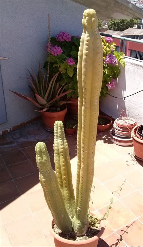 Some of the instigators just have a warped disrespect for things of the wild and get a kick out of yanking hundreds of years of plant life. Found this posted locally for 40€. It's posted as San ...