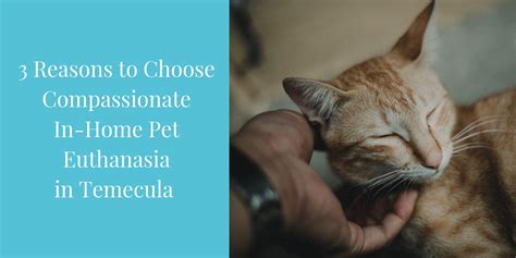 Proud member of the american veterinary medical association. 3 Reasons to Choose Compassionate In-Home Pet Euthanasia ...