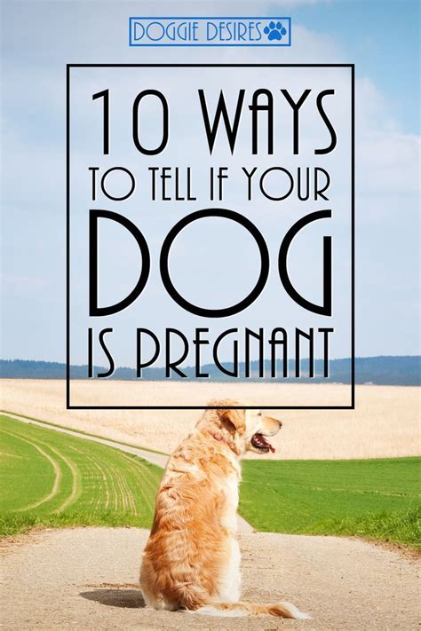 See full list on wikihow.com 10 Ways To Tell If Your Dog Is Pregnant | Pregnant dog ...