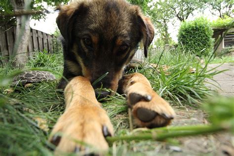 Let's look first at how a dog ear yeast infection comes about. Why Do Dogs Get Yeast Infections on Their Feet?