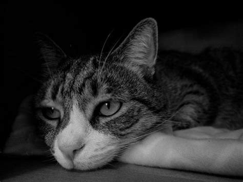 Prices paid and comments from costhelper's team of professional journalists and community of users. What Every Cat Parent Should Know Before Euthanasia - The ...