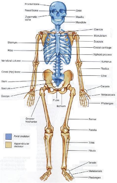 Maybe you would like to learn more about one of these? YUSFIKA'S SAID بسفك فرمت سار : NAMA TULANG RANGKA PADA MANUSIA