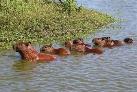 Cañada carpinchos is a stream in uruguay and has an elevation of 50 metres. Uruguay II:Punta del Diablo, Cabo Polonio, La Pedrera y ...