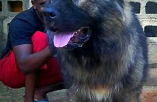 nigeria dog breeds nairaland largest breed pets