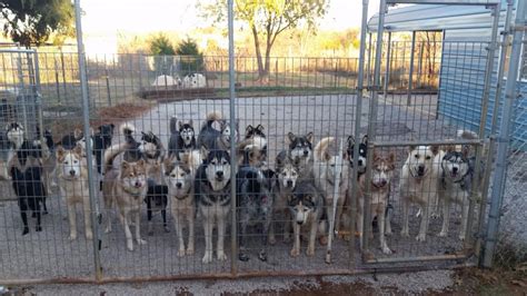 Fletcher with cimarron valley humane society. PET ANGELS RESCUE Inc nonprofit in Guthrie, OK | Volunteer ...