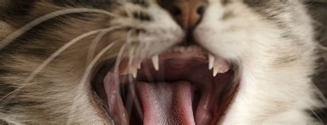 When they started losing teeth it scared us a bit. How Old Are Kittens When They Lose Baby Teeth - Baby Viewer
