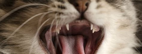 Don't worry, it's common for kittens to swallow their baby teeth and is not a health concern. Kitten Teething | Cat Advice | Purina One