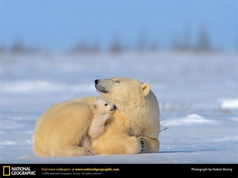 Une photo d'ours polaire famélique, symbole du combat écologique, a fait le tour du monde. Ours Polaire - L'ours polaire en images - INFORMATUX ...