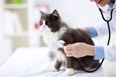 Diarrhea in Cats | Great Pet Care