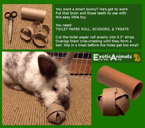 Keeping guinea pigs occupied and entertained is important. 10 Best DIY Bunny Toys (With images) | Diy bunny toys ...