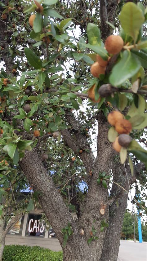 The largest acorns on the continent, about 1.5 inches (4 cm) long with a very deep cupule that covers at least half of the nut species identification - Identifying a weird Texas tree ...