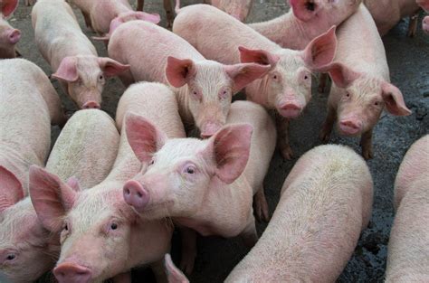 In addition to its technical designation, when the flu becomes a human infection, each of the different influenza a viruses is given a common name a review in the lancet suggests that influenza vaccination of infants is useless. China's mutant pigs could help save nation from pork ...