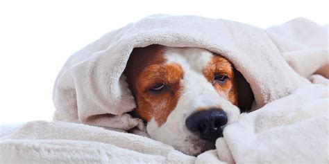 For animals we have to guess. How To Tell If Your Dog Has A Fever - From A Dog Mom!